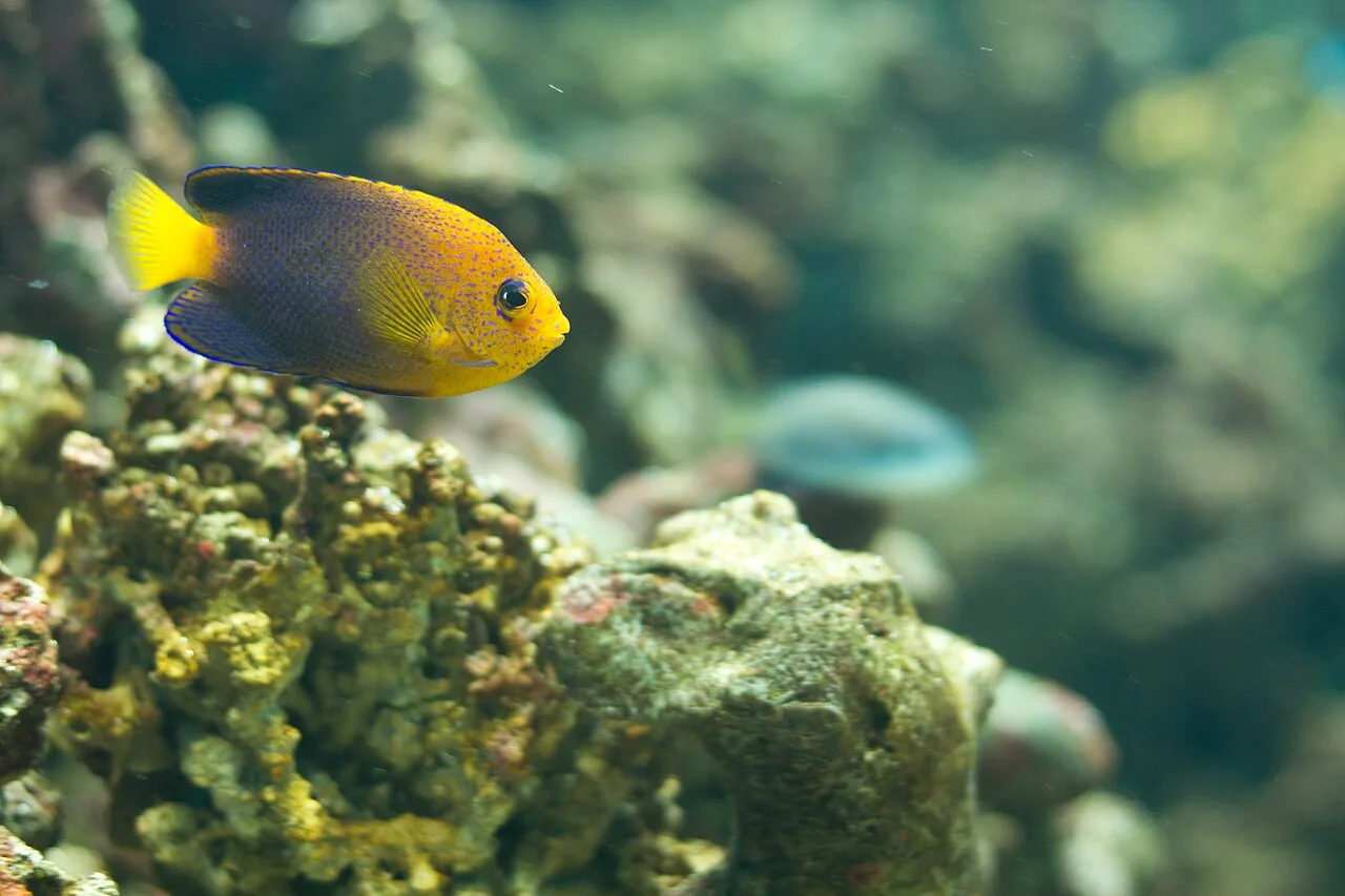 Japanese angelfish (Centropyge interrupta)