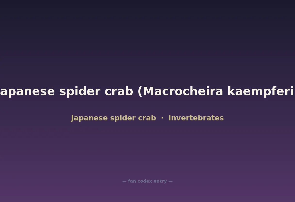 Japanese spider crab (Macrocheira kaempferi)