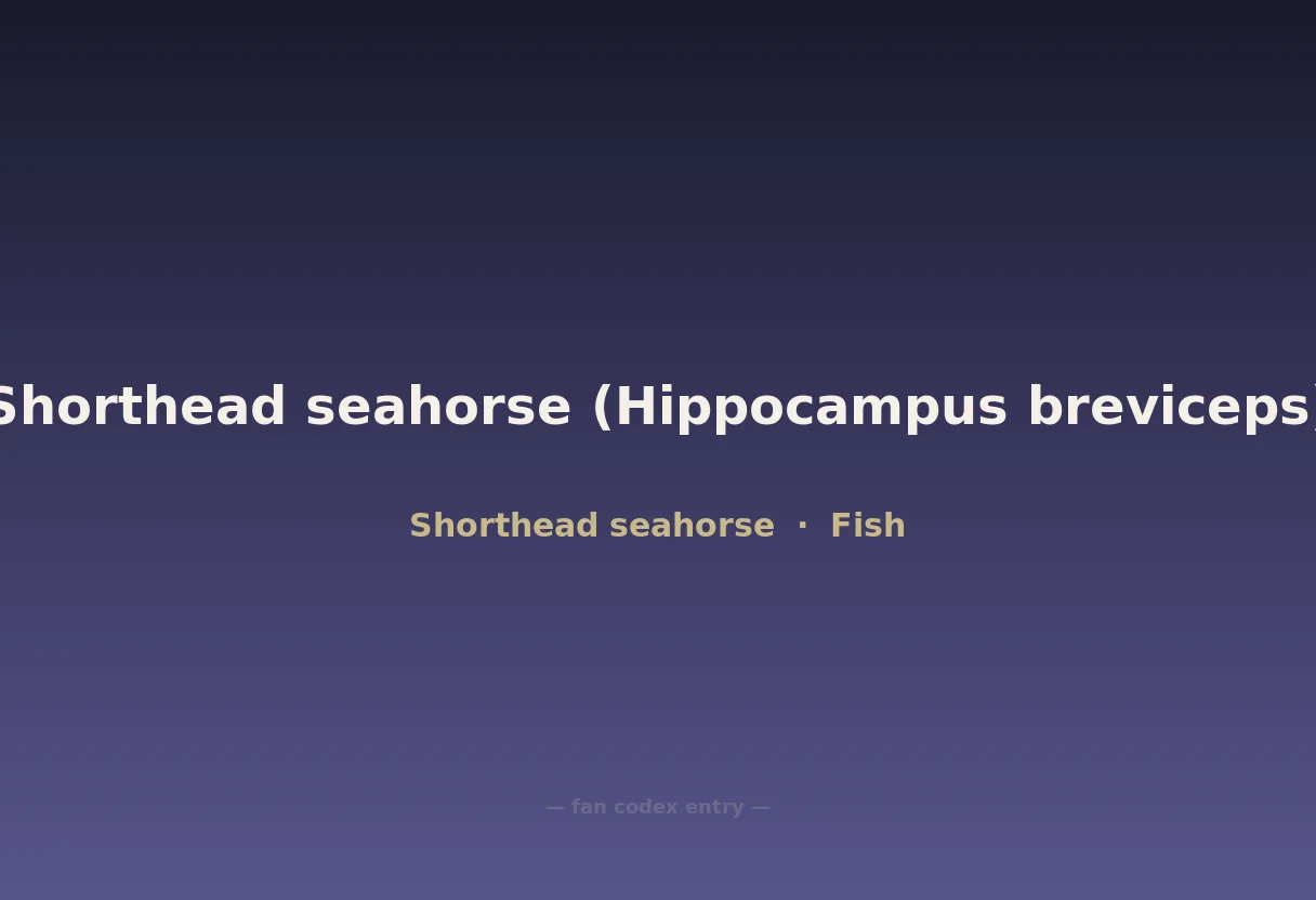 Shorthead seahorse (Hippocampus breviceps)