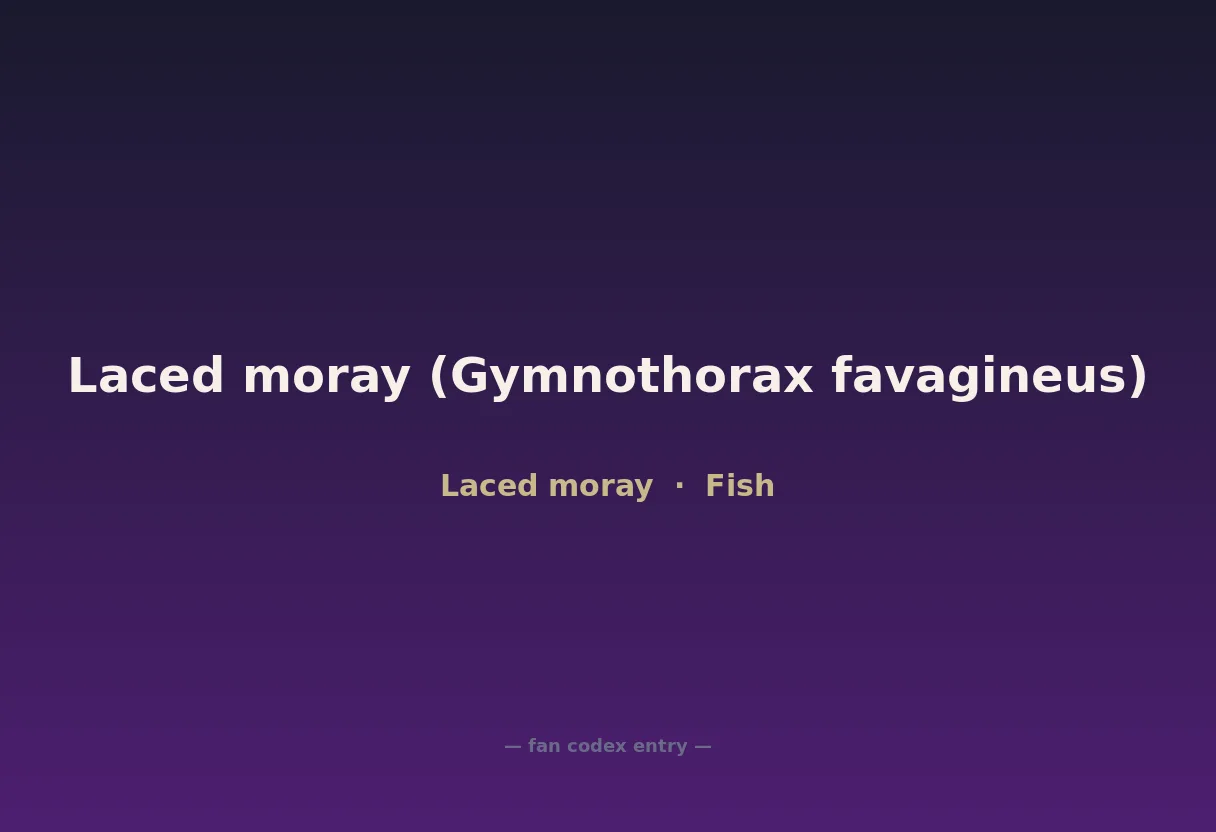 Laced moray (Gymnothorax favagineus)
