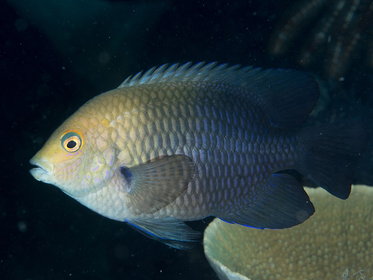 Lagoon damselfish (Hemiglyphidodon plagiometopon)