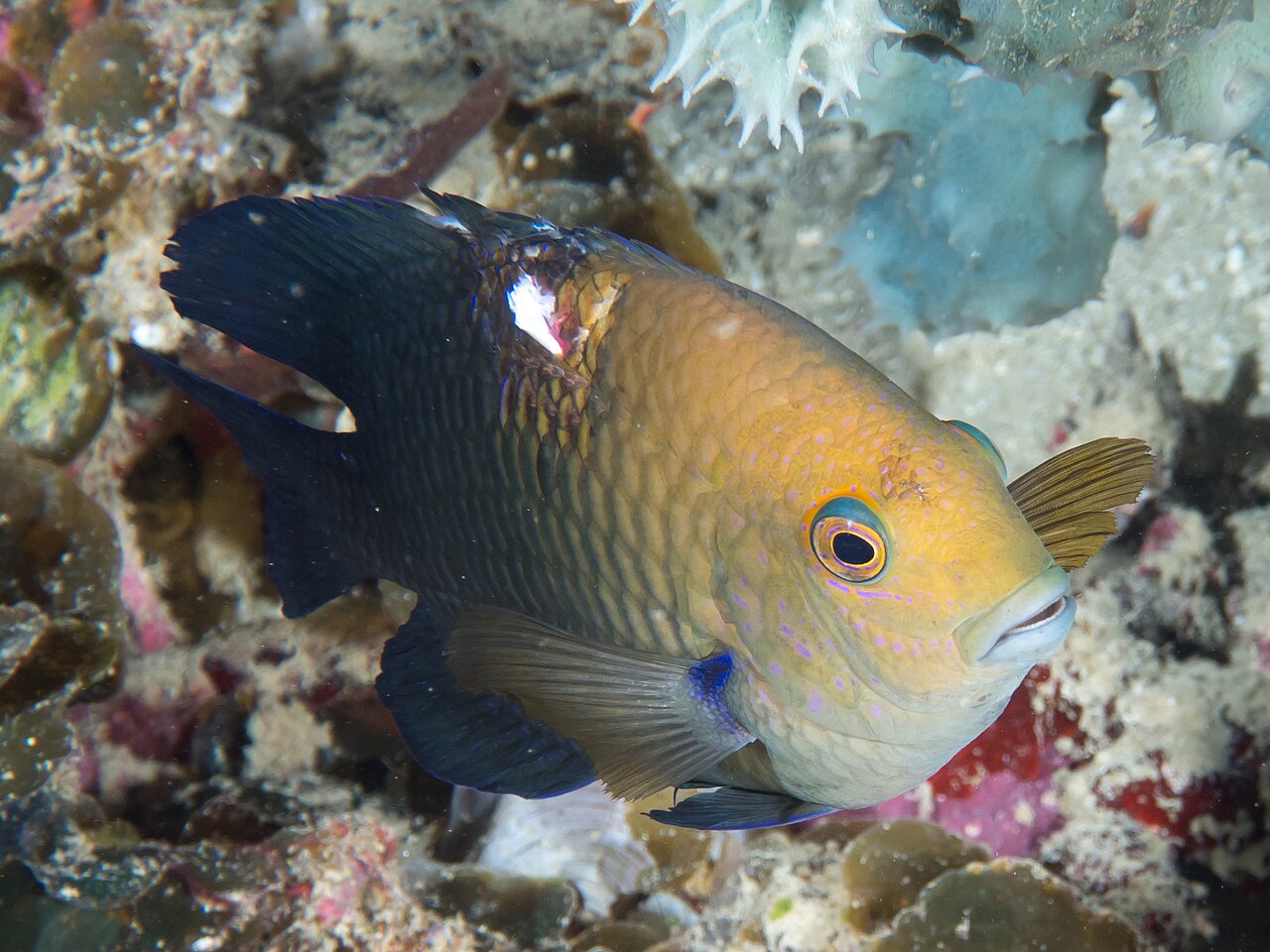 Lagoon damselfish (Hemiglyphidodon plagiometopon)
