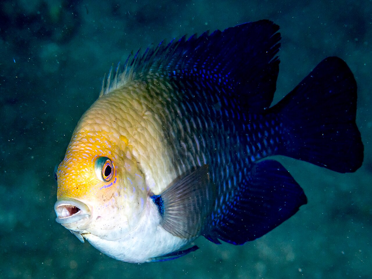 Lagoon damselfish (Hemiglyphidodon plagiometopon)