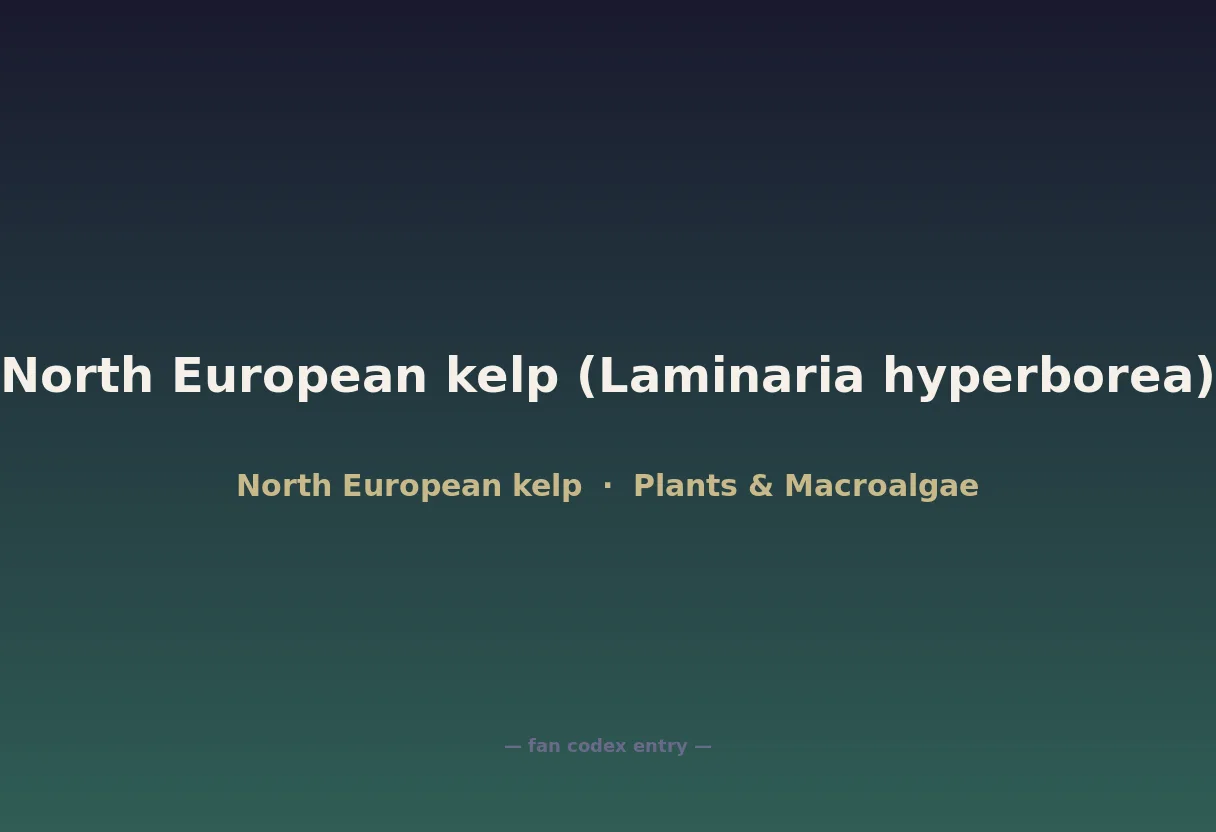 North European kelp (Laminaria hyperborea)