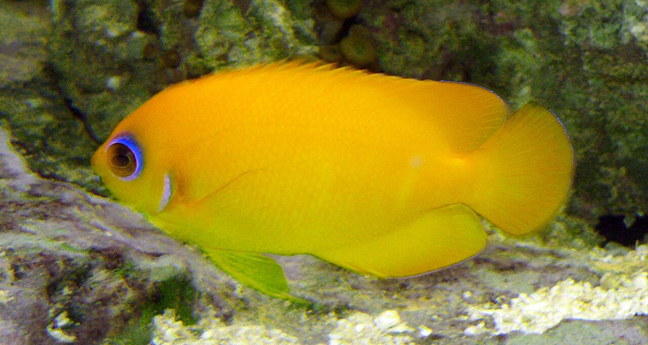 Lemonpeel angelfish (Centropyge flavissima)