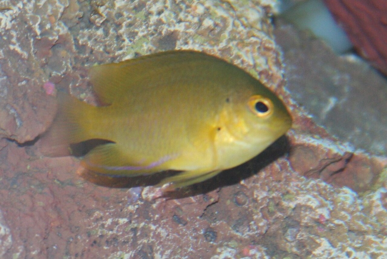 Lemonpeel angelfish (Centropyge flavissima)