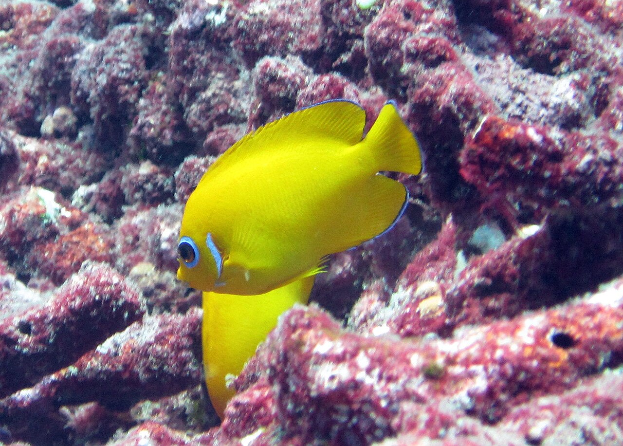 Lemonpeel angelfish (Centropyge flavissima)