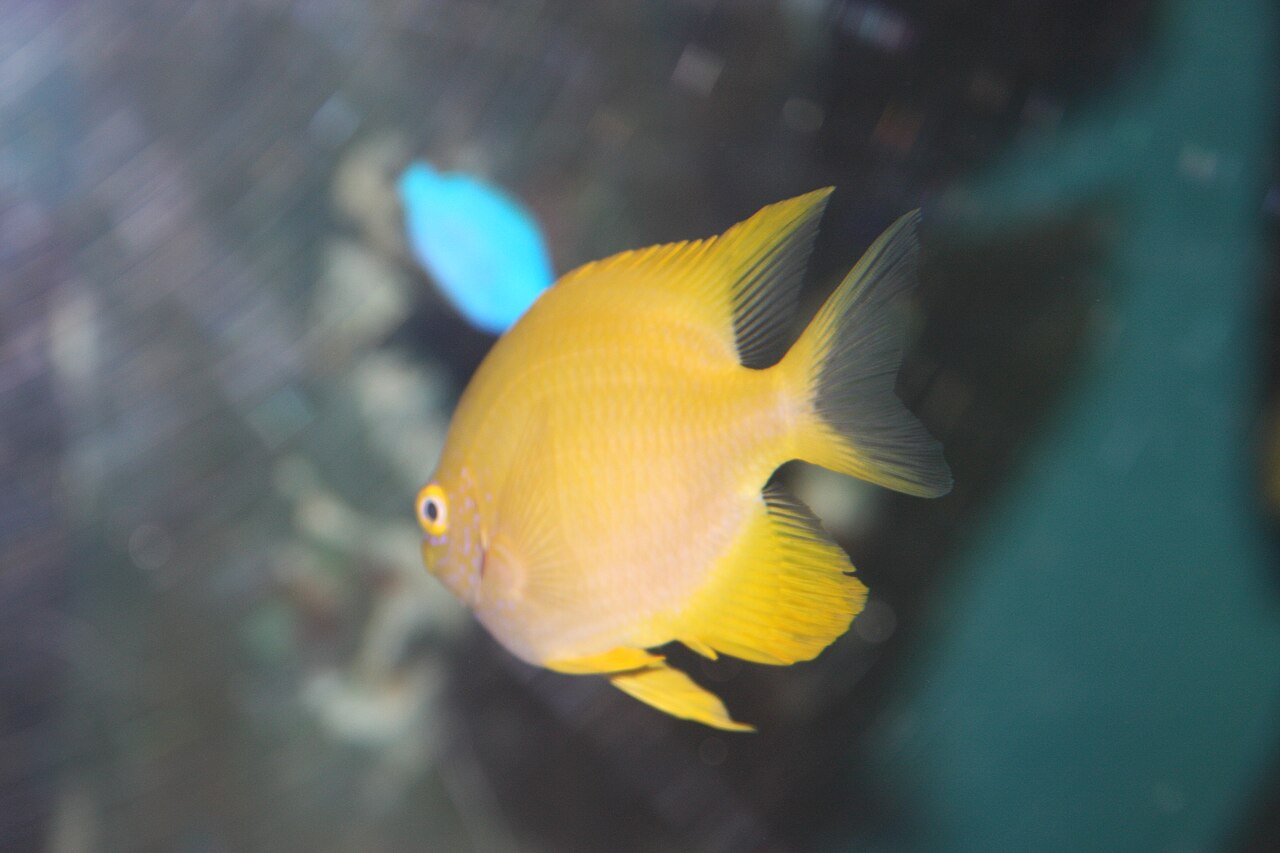 Lemonpeel angelfish (Centropyge flavissima)