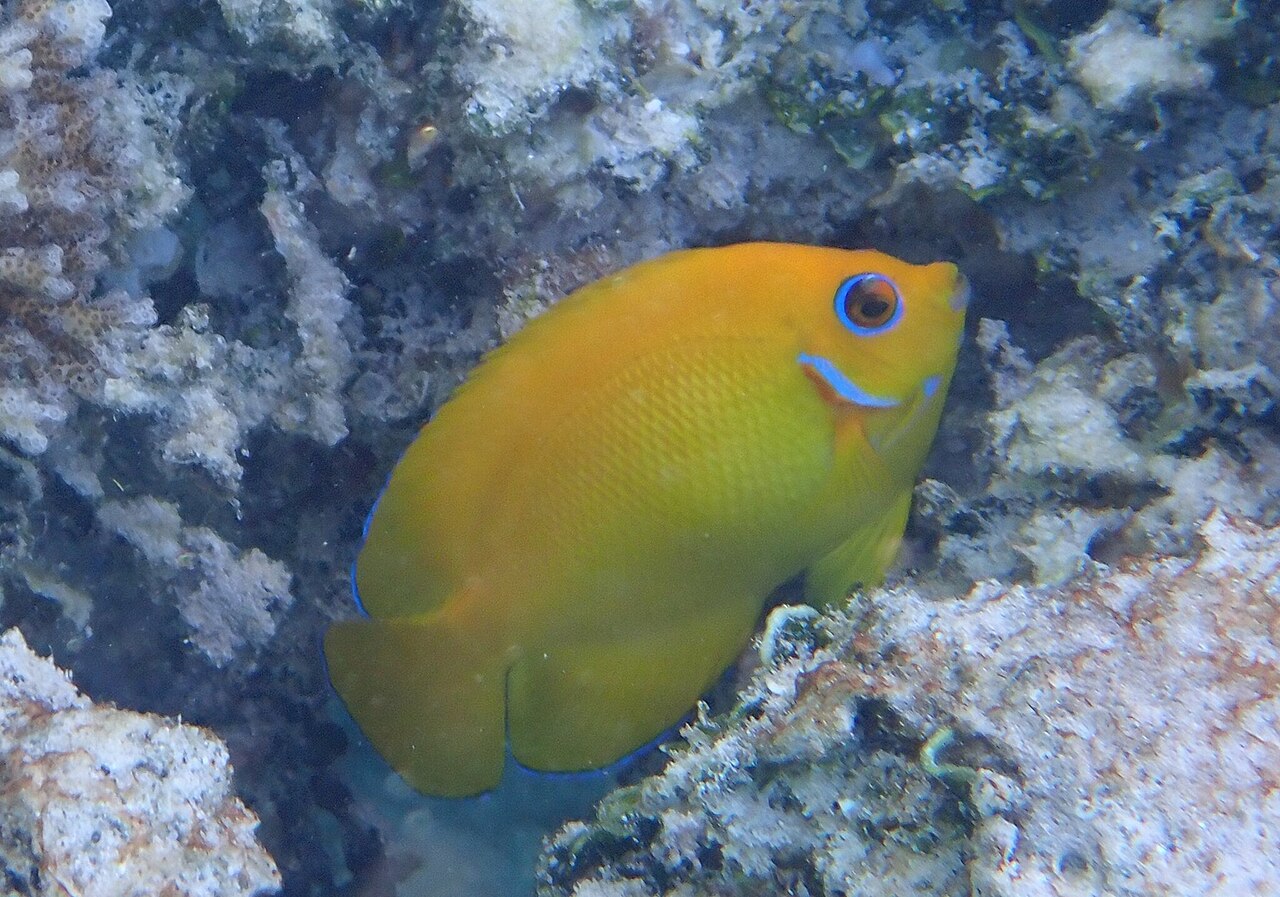 Lemonpeel angelfish (Centropyge flavissima)