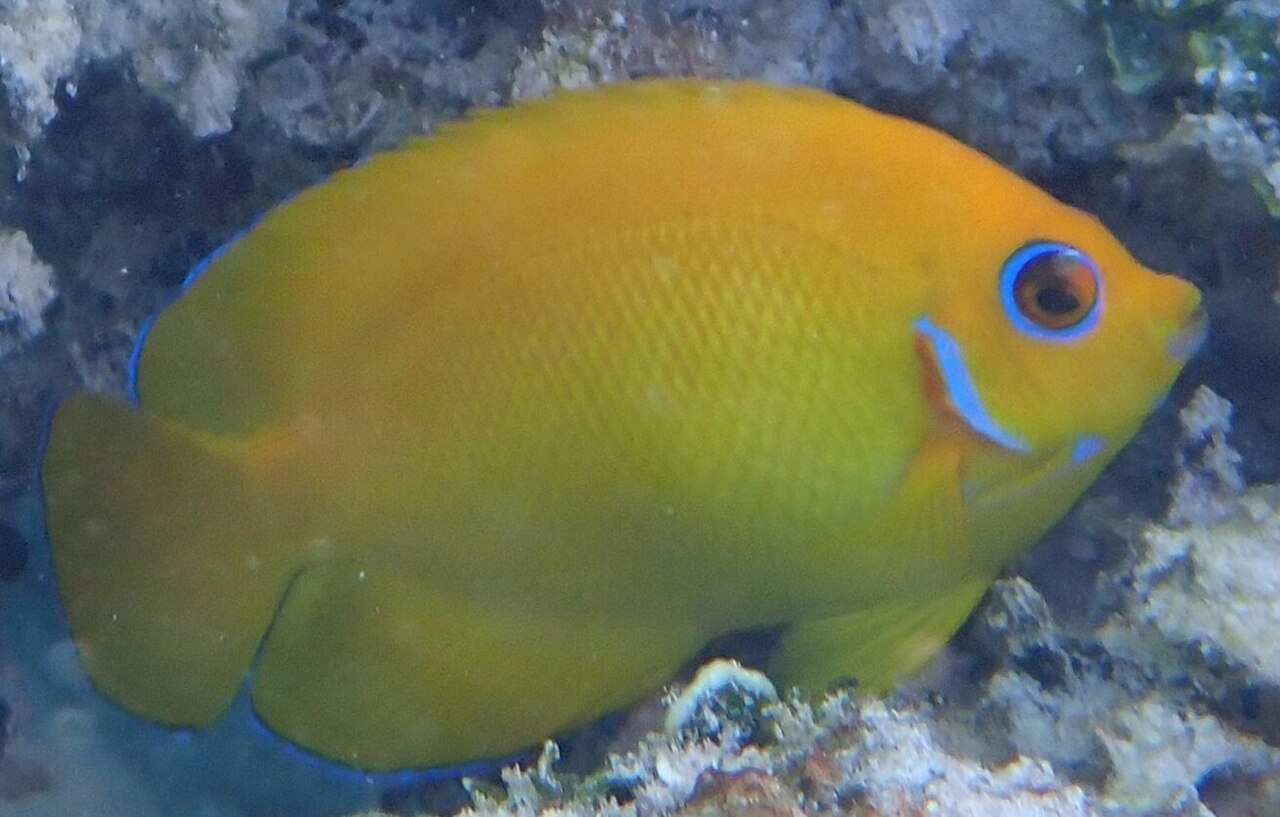 Lemonpeel angelfish (Centropyge flavissima)