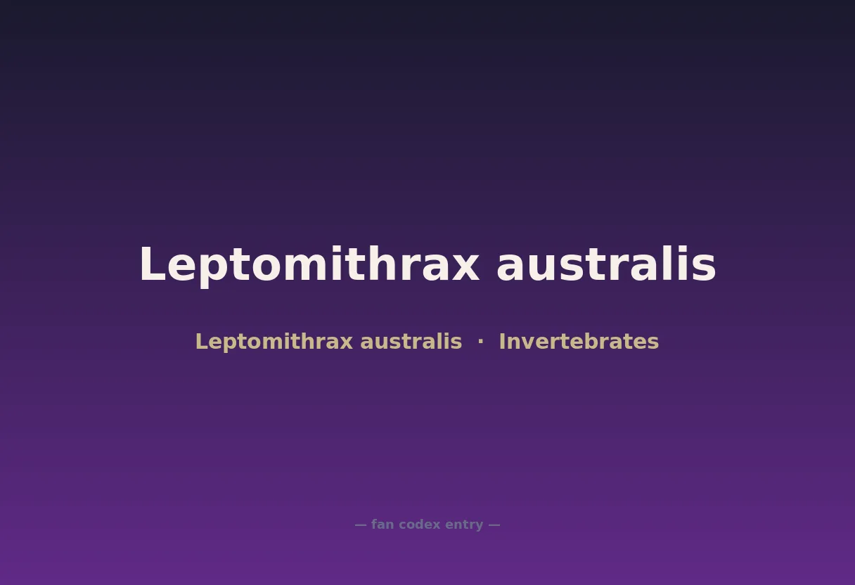 Leptomithrax australis