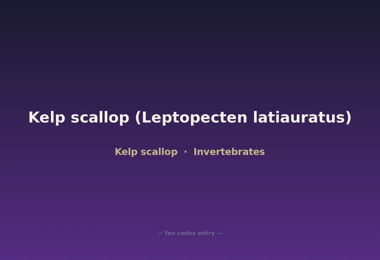 Kelp scallop (Leptopecten latiauratus)