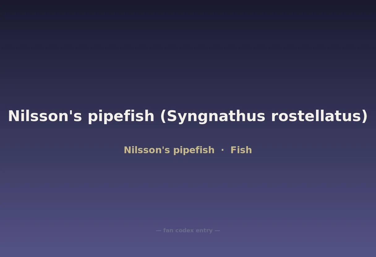 Nilsson's pipefish (Syngnathus rostellatus)
