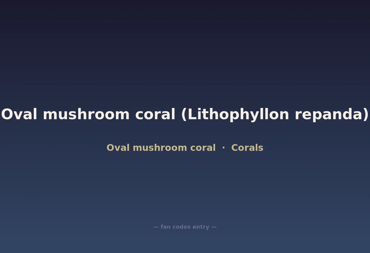 Oval mushroom coral (Lithophyllon repanda)