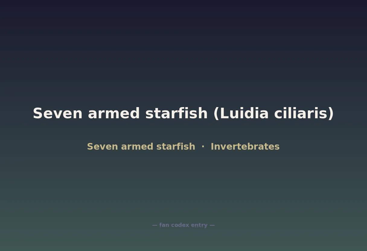 Seven armed starfish (Luidia ciliaris)