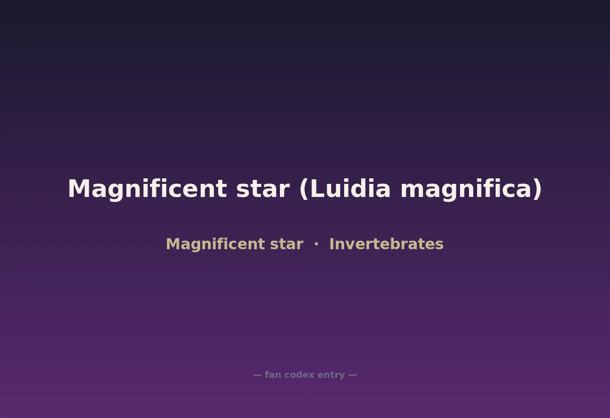 Magnificent star (Luidia magnifica)