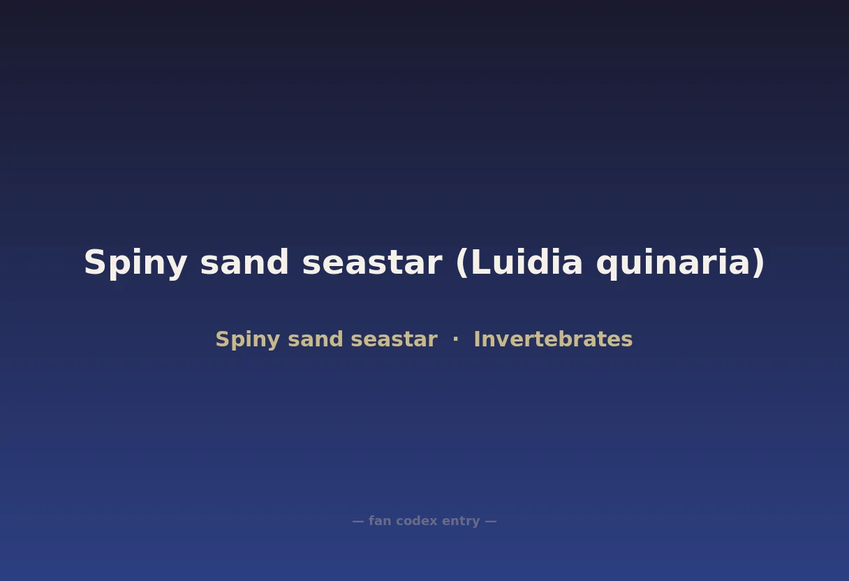 Spiny sand seastar (Luidia quinaria)