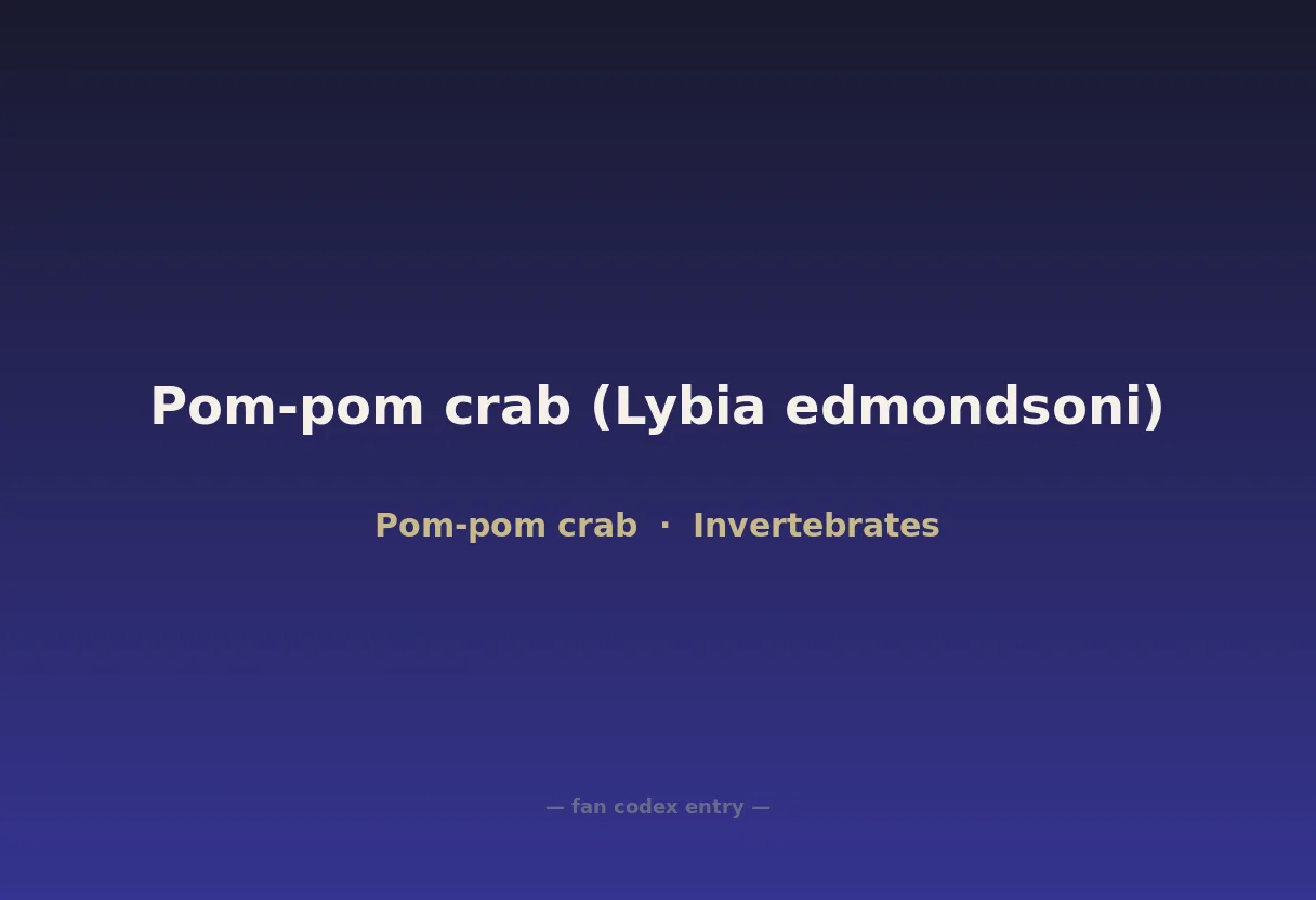Pom-pom crab (Lybia edmondsoni)