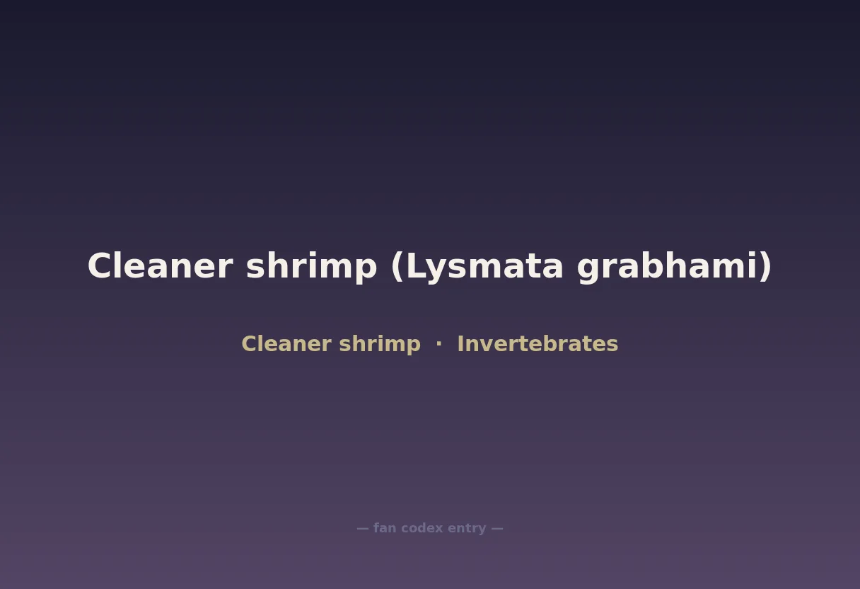 Cleaner shrimp (Lysmata grabhami)