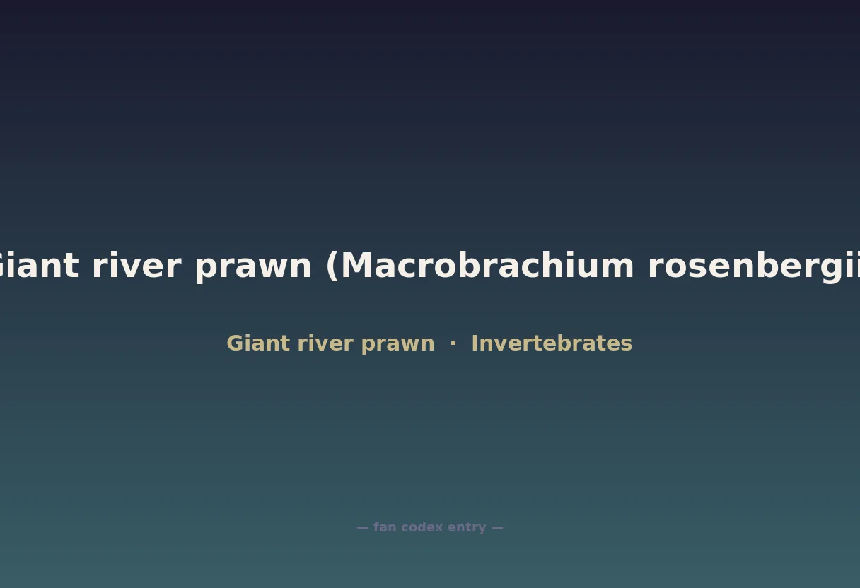 Giant river prawn (Macrobrachium rosenbergii)