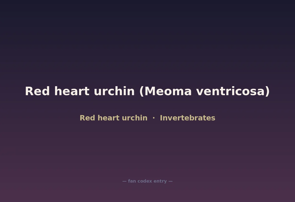 Red heart urchin (Meoma ventricosa)