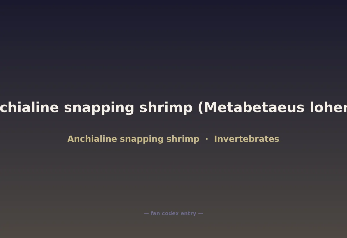 Anchialine snapping shrimp (Metabetaeus lohena)
