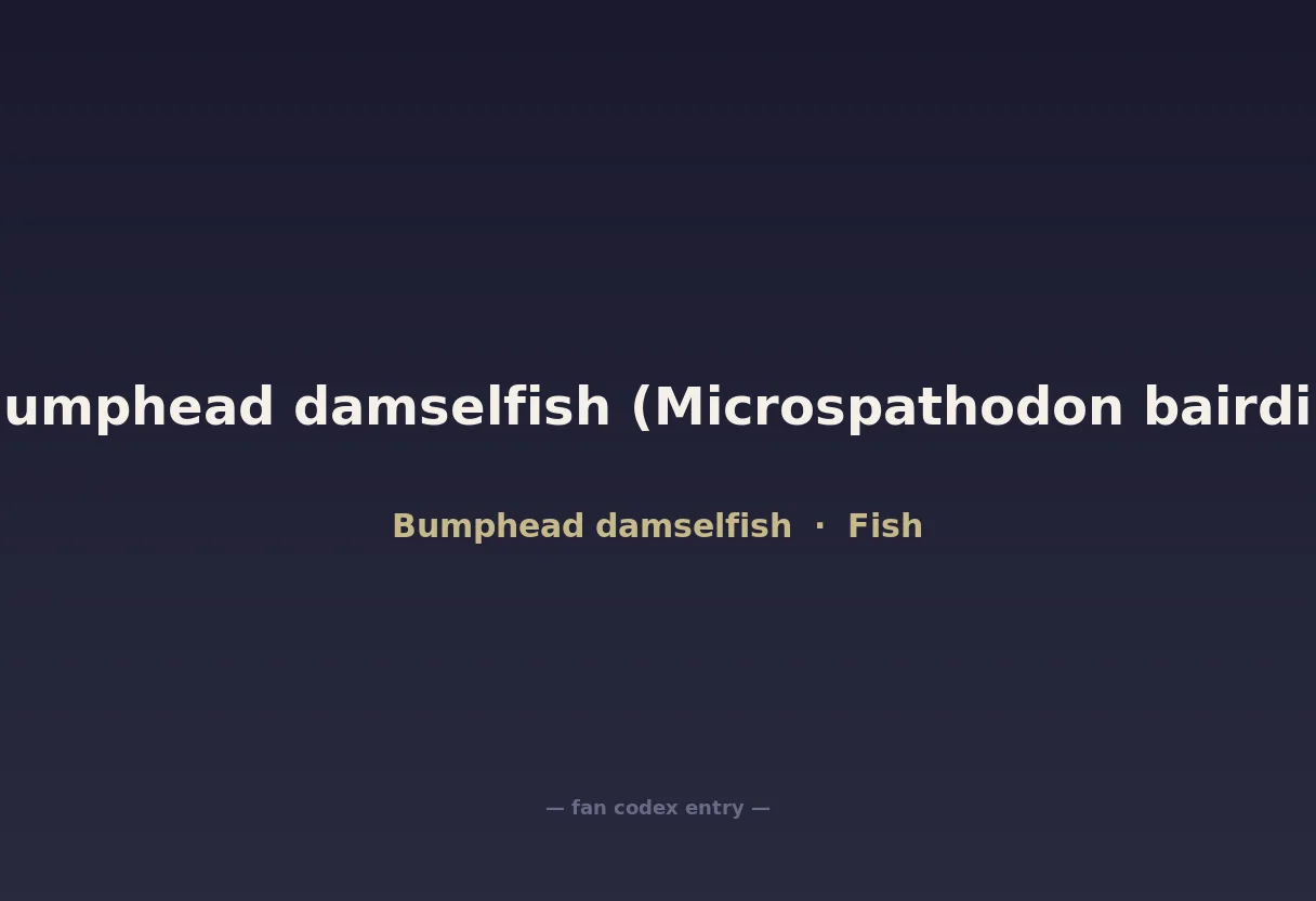 Bumphead damselfish (Microspathodon bairdii)