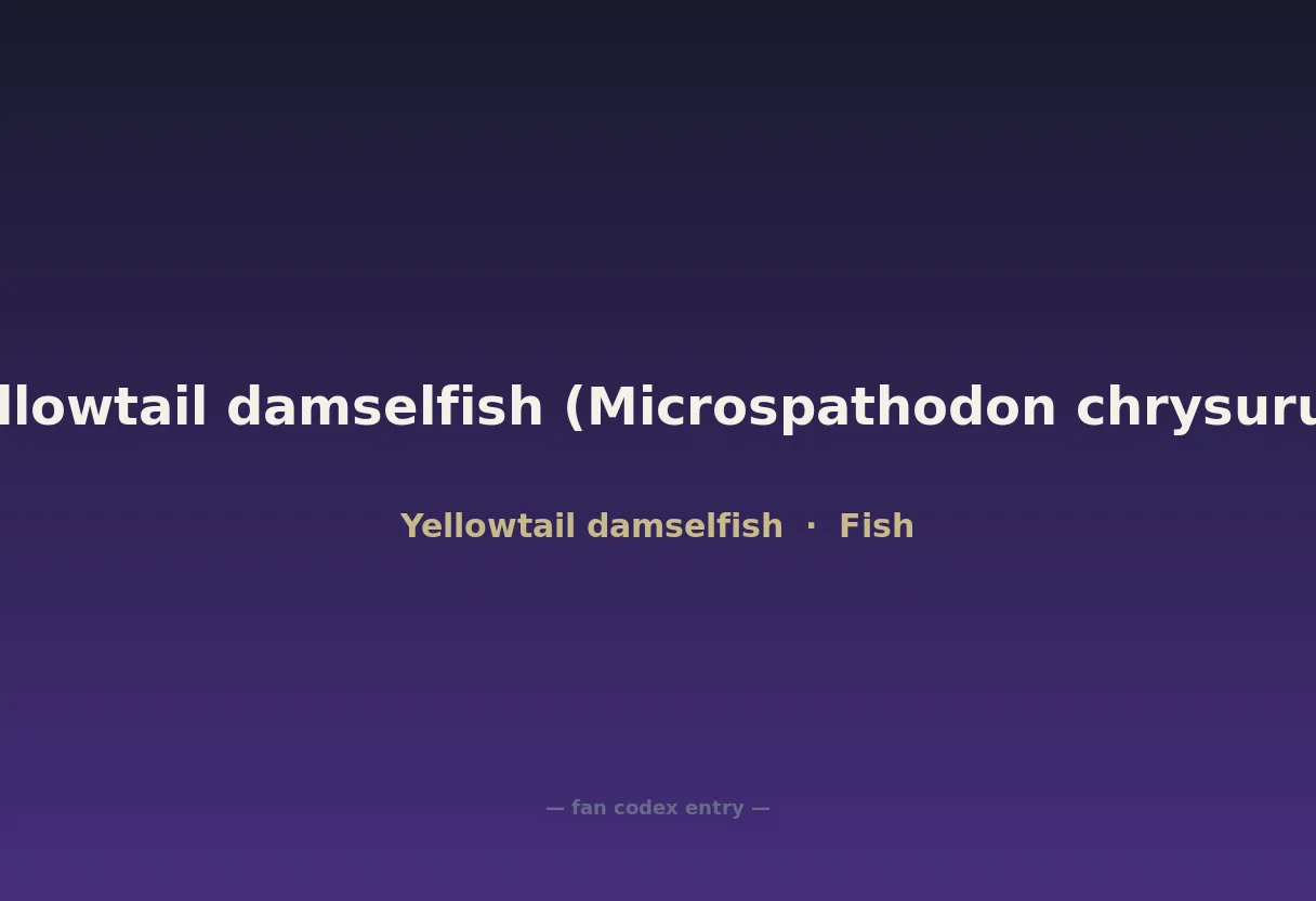 Yellowtail damselfish (Microspathodon chrysurus)