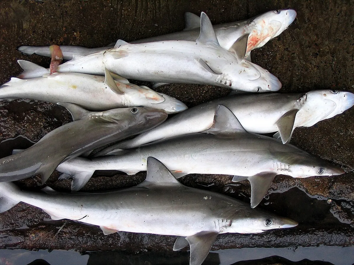 Milk shark (Rhizoprionodon acutus)