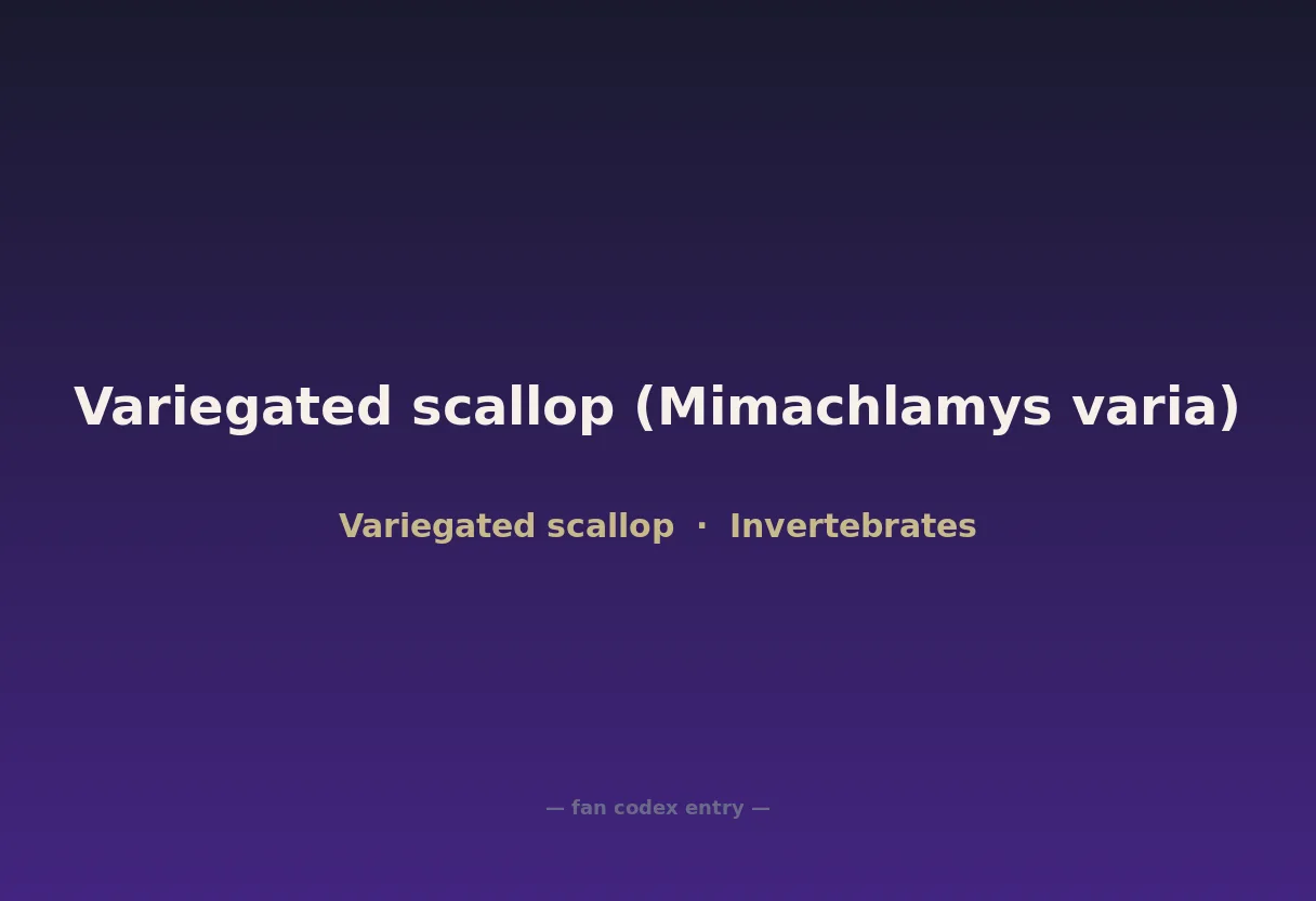 Variegated scallop (Mimachlamys varia)