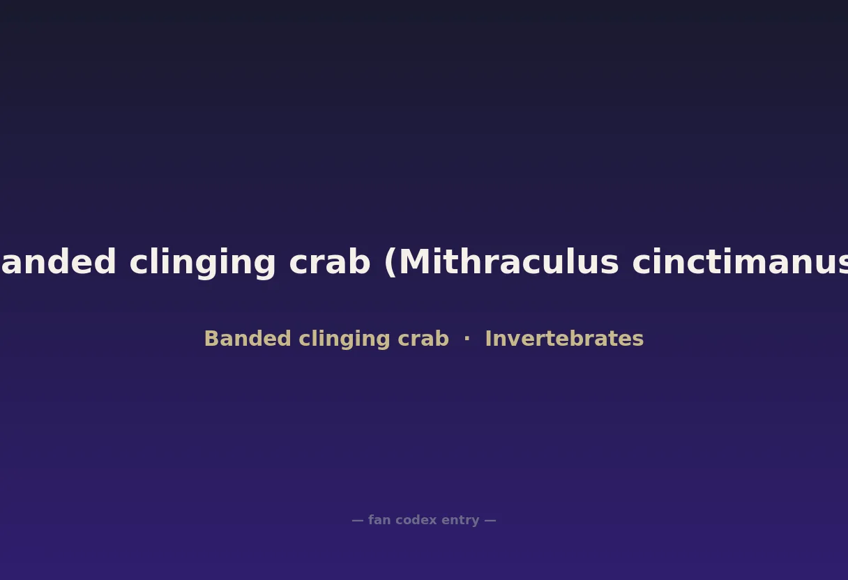 Banded clinging crab (Mithraculus cinctimanus)