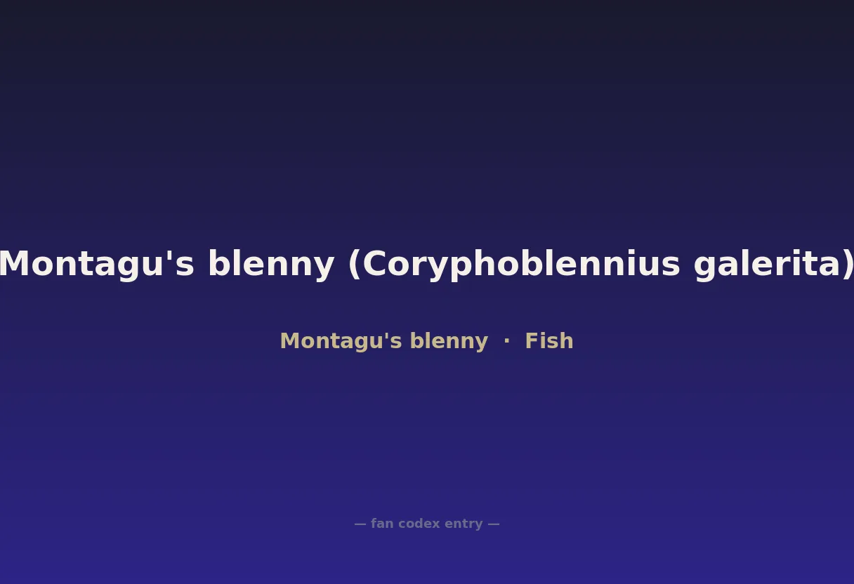 Montagu's blenny (Coryphoblennius galerita)