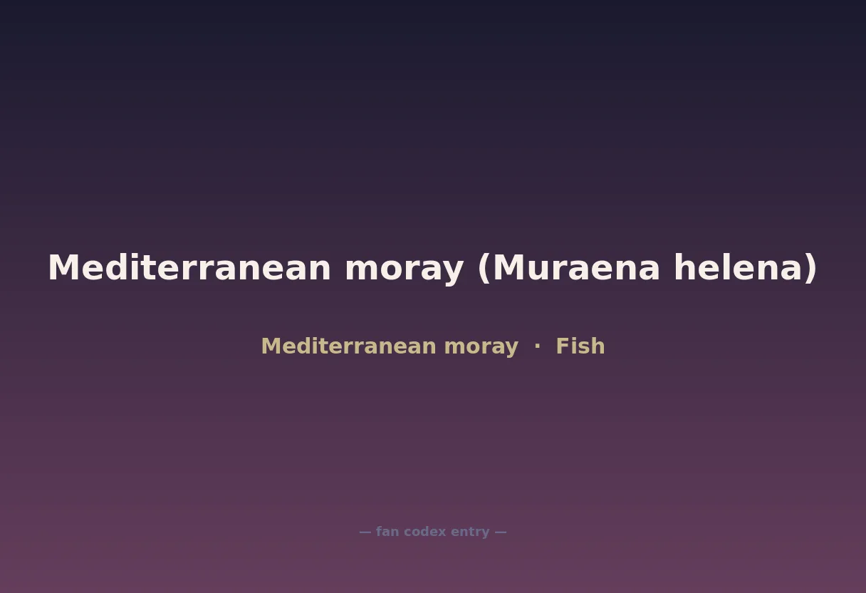 Mediterranean moray (Muraena helena)