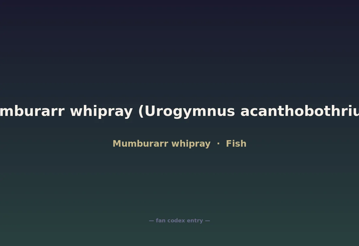 Mumburarr whipray (Urogymnus acanthobothrium)