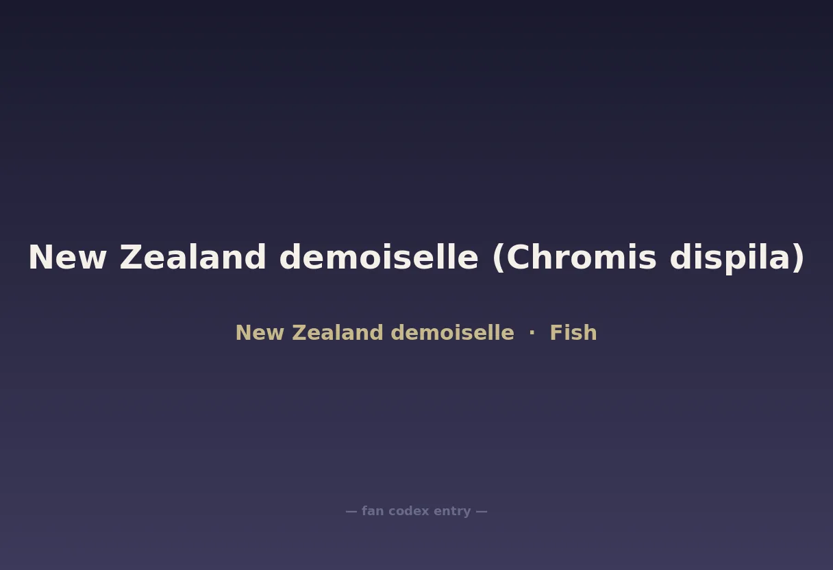 New Zealand demoiselle (Chromis dispila)