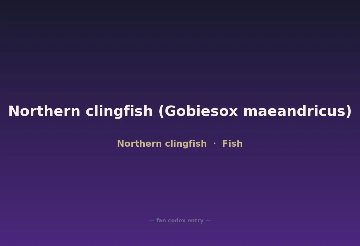 Northern clingfish (Gobiesox maeandricus)