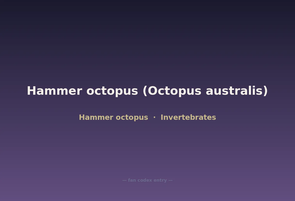 Hammer octopus (Octopus australis)