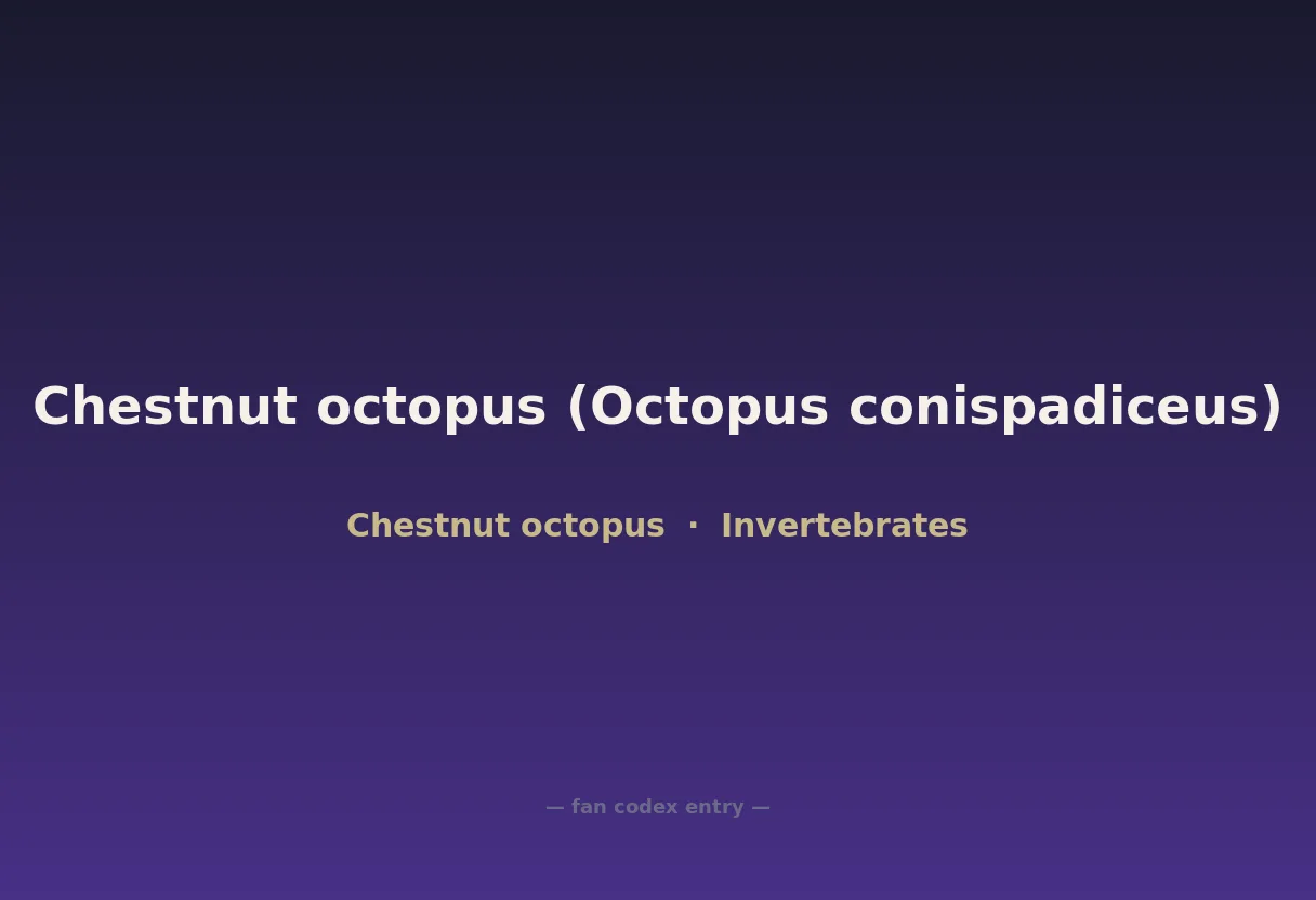 Chestnut octopus (Octopus conispadiceus)