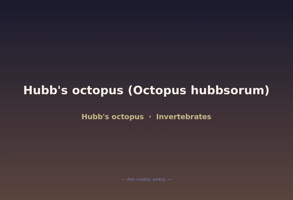 Hubb's octopus (Octopus hubbsorum)