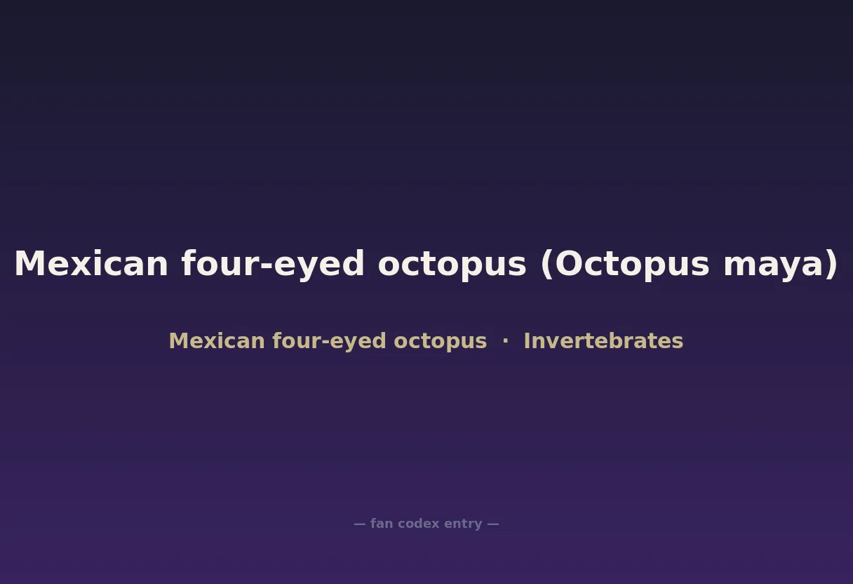 Mexican four-eyed octopus (Octopus maya)