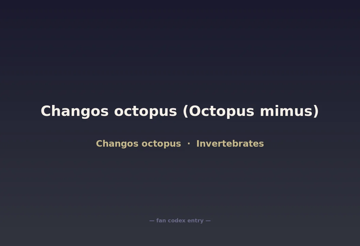 Changos octopus (Octopus mimus)