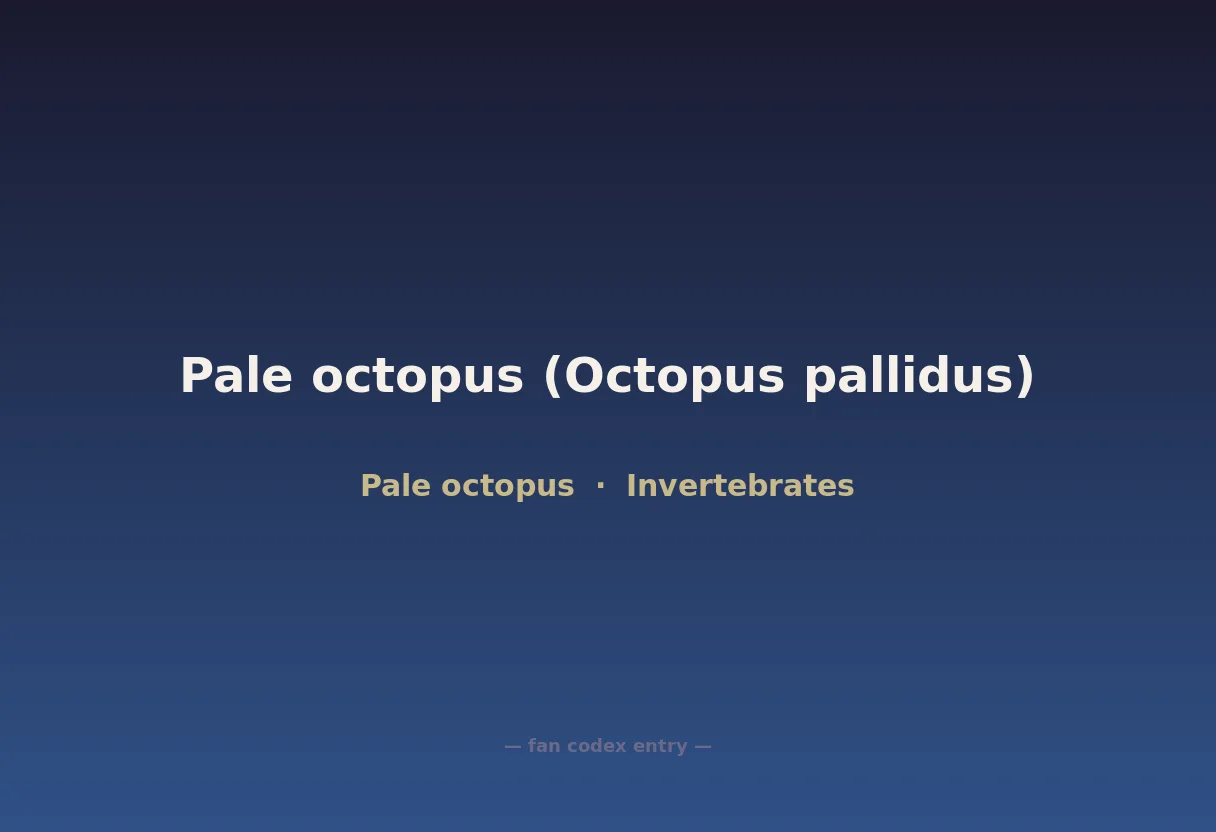 Pale octopus (Octopus pallidus)