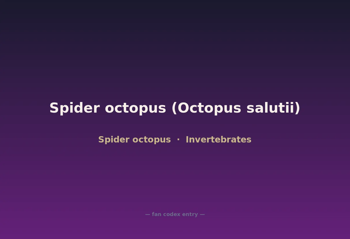 Spider octopus (Octopus salutii)