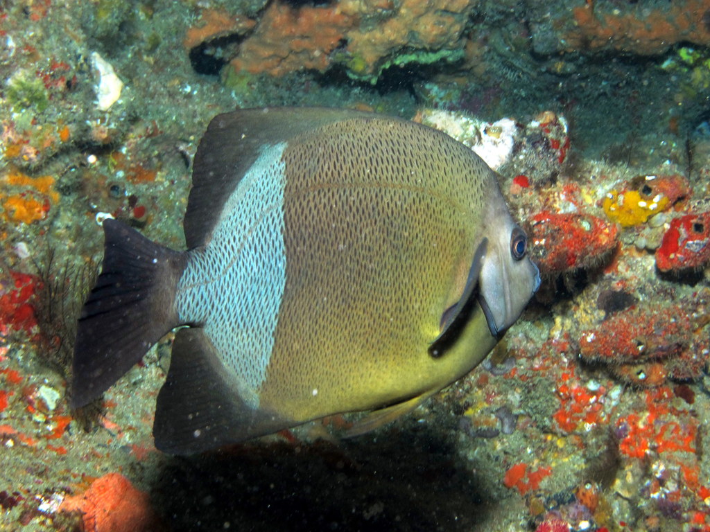 Old woman angelfish (Pomacanthus rhomboides)