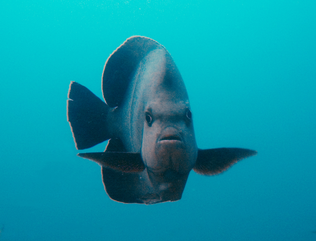 Old woman angelfish (Pomacanthus rhomboides)