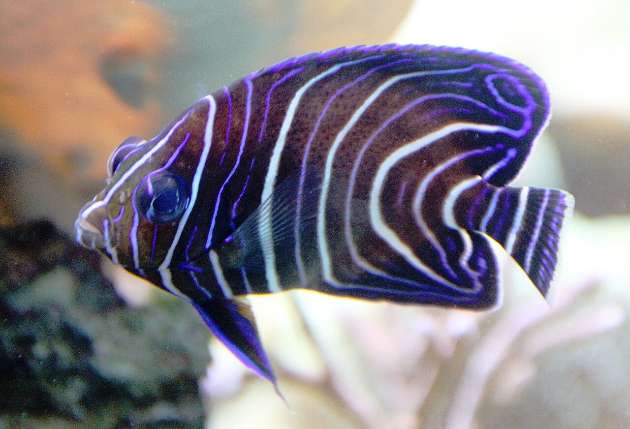 Old woman angelfish (Pomacanthus rhomboides)