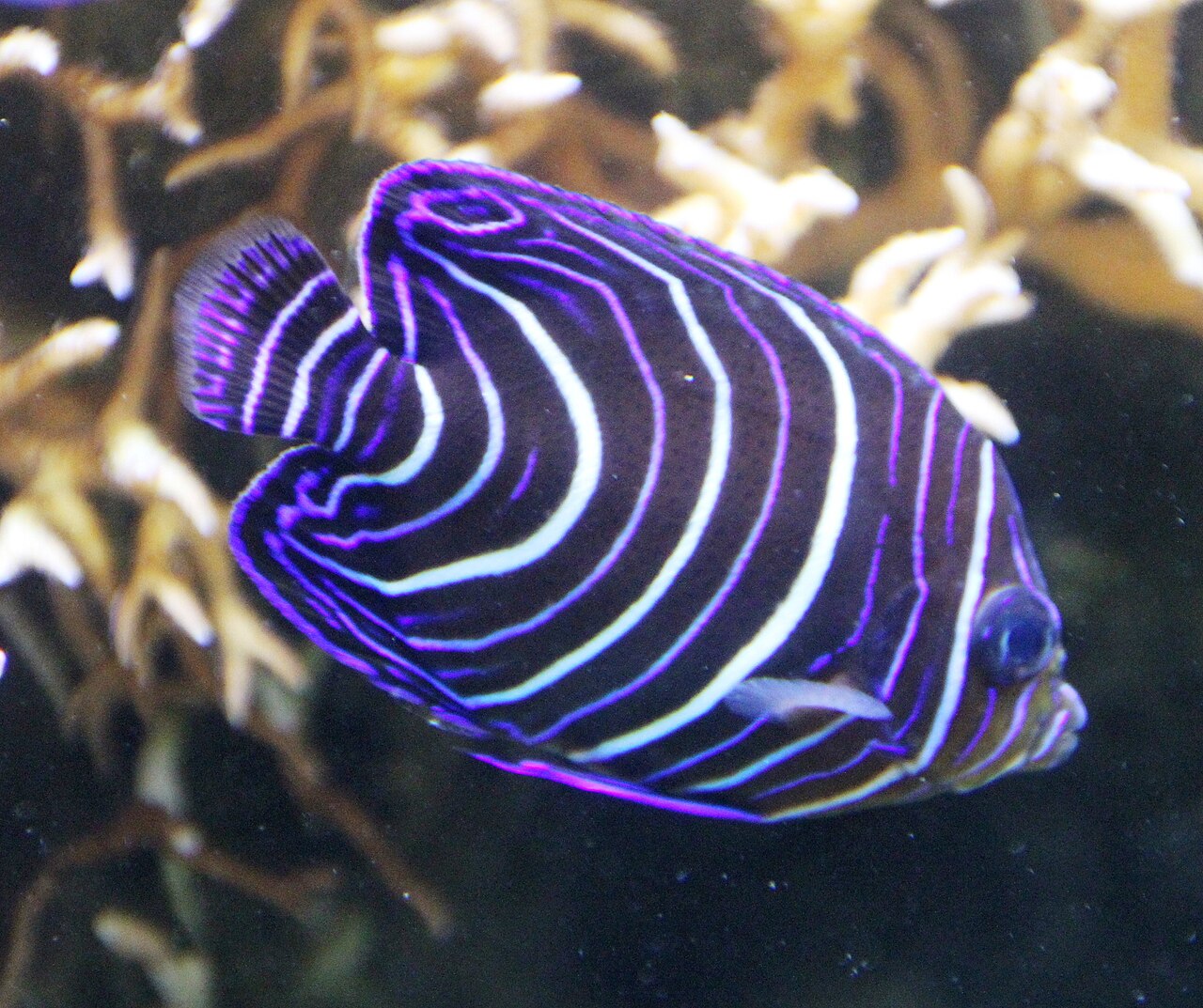 Old woman angelfish (Pomacanthus rhomboides)