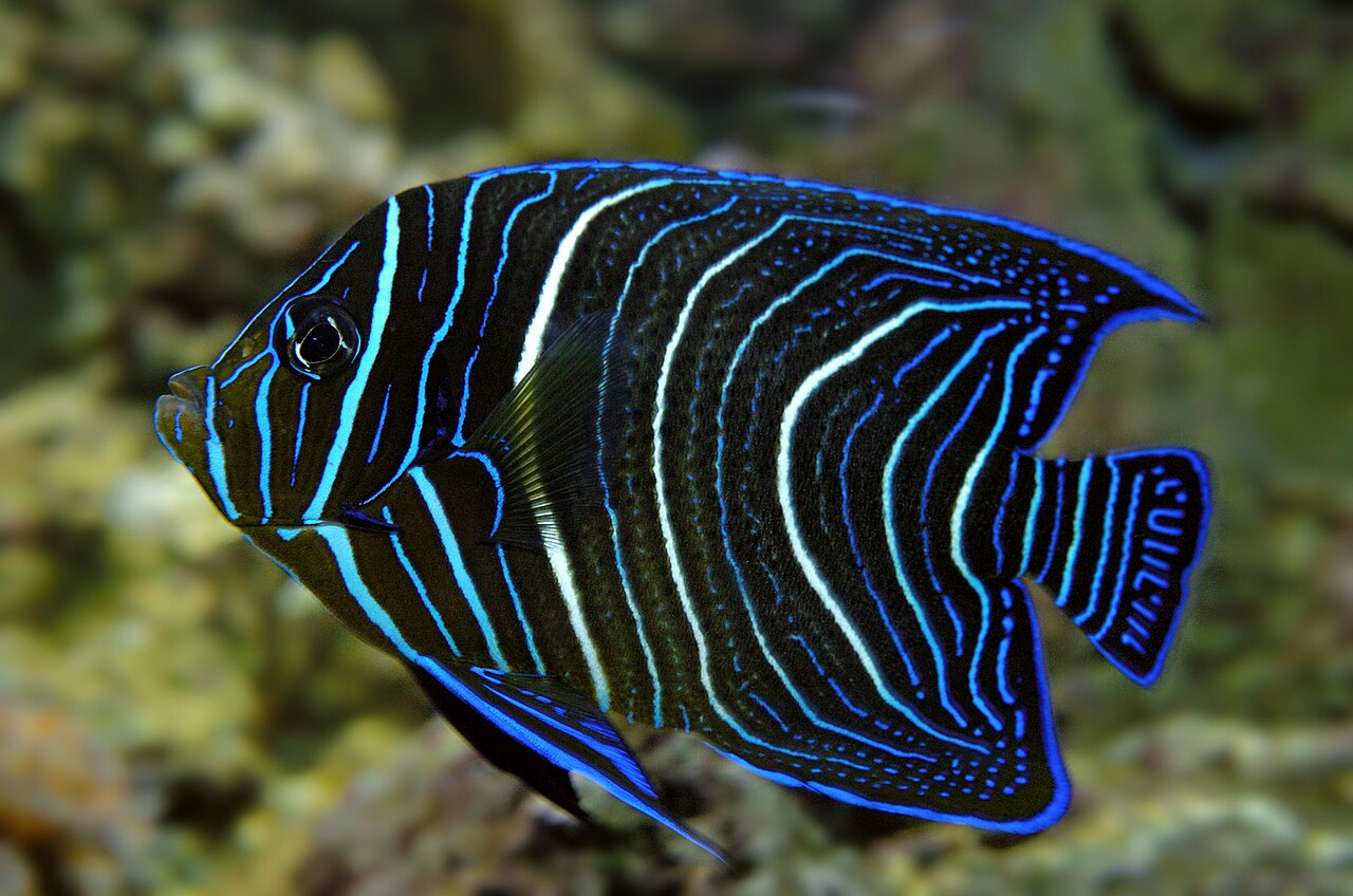 Old woman angelfish (Pomacanthus rhomboides)