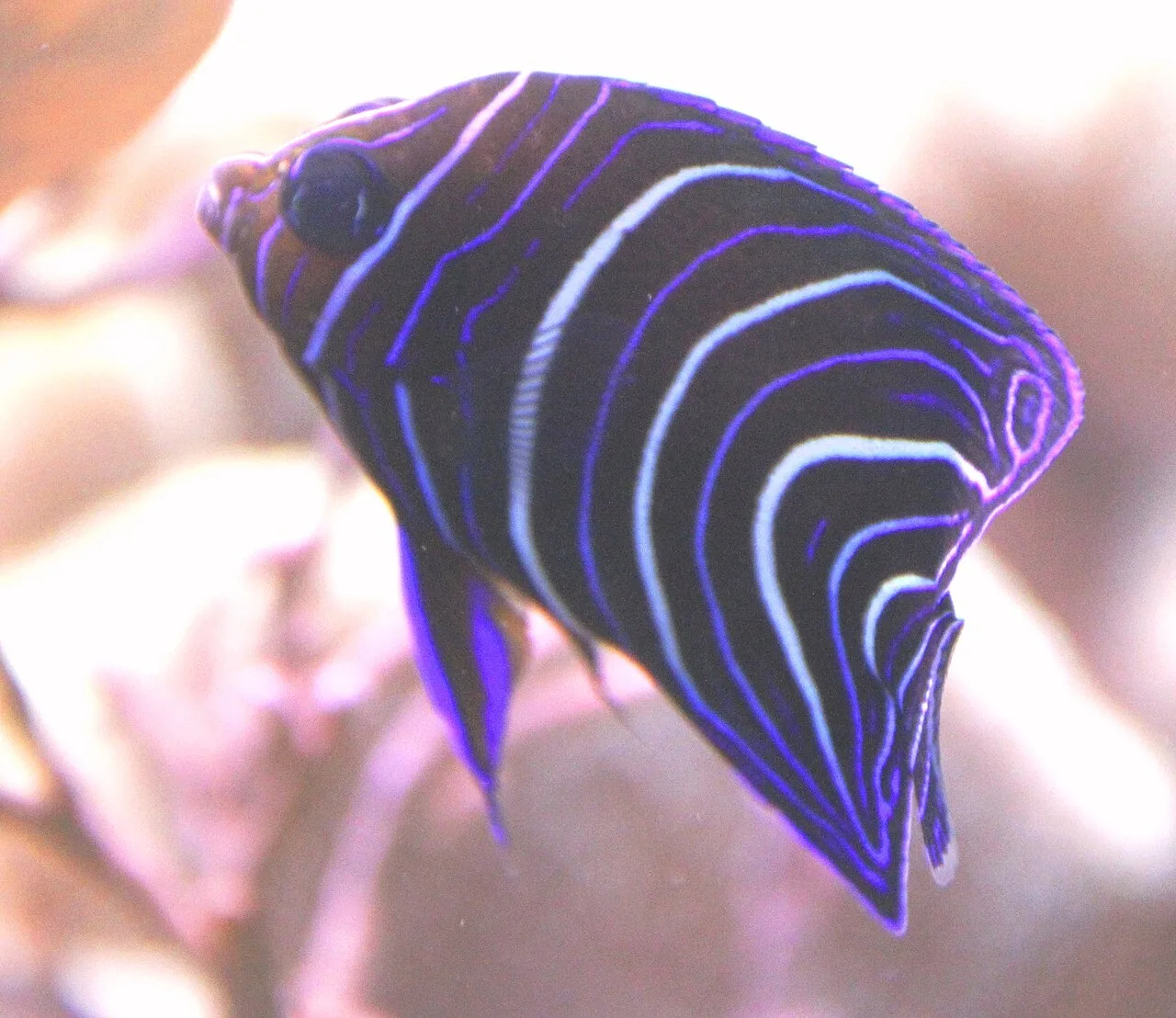 Old woman angelfish (Pomacanthus rhomboides)