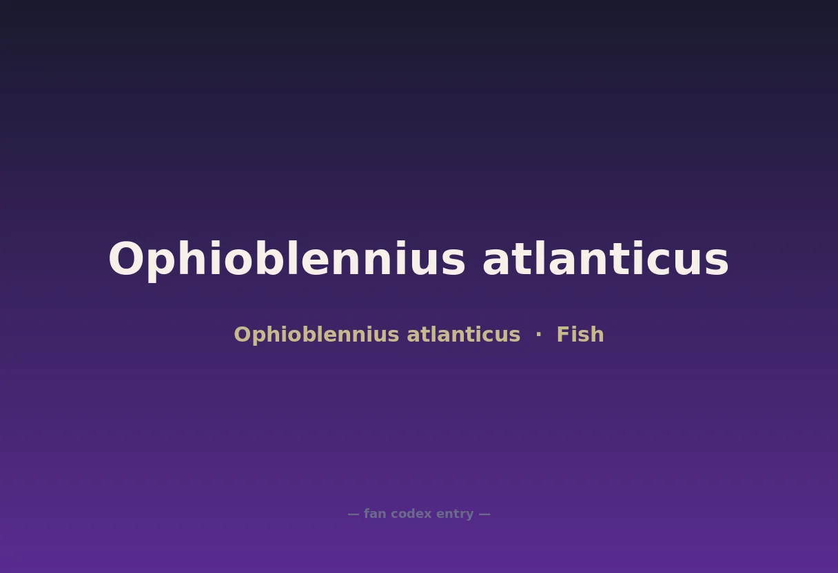 Ophioblennius atlanticus